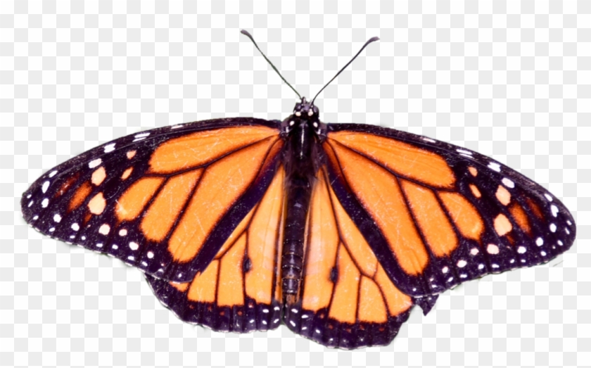 Butterfly Png By Becky87williams - Angangueo #1044363