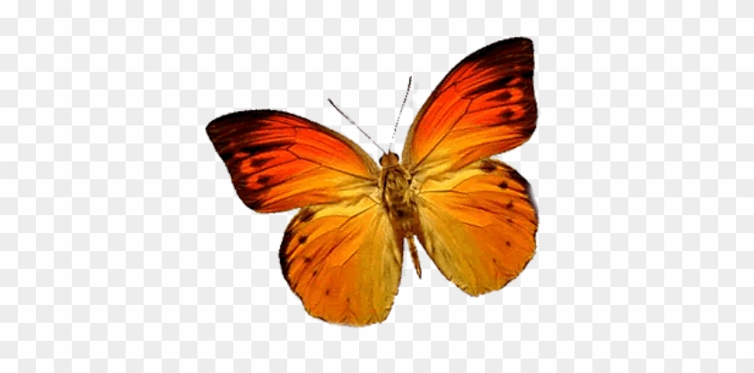 Butterfly Transparent Png Image - Wake Up . . . Live The Life You Love: Stories Of Transformation #1044364