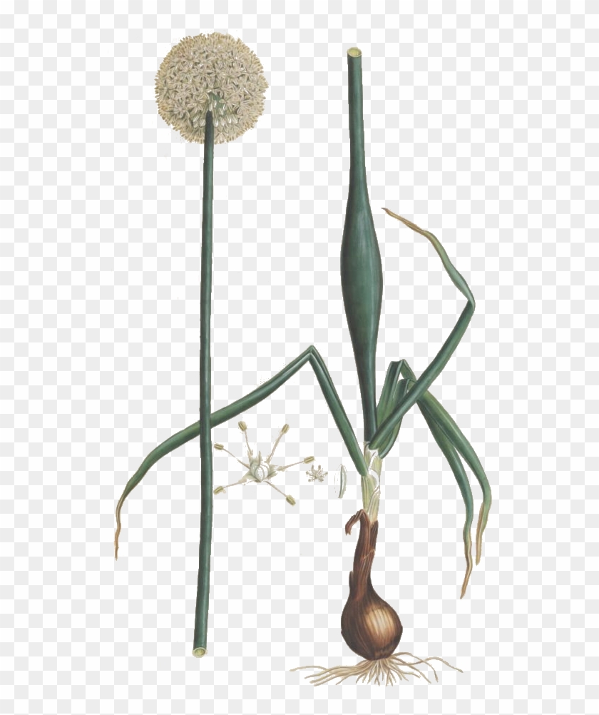 Zwiebel Allium Cepa Drawing - Drawing #1044858