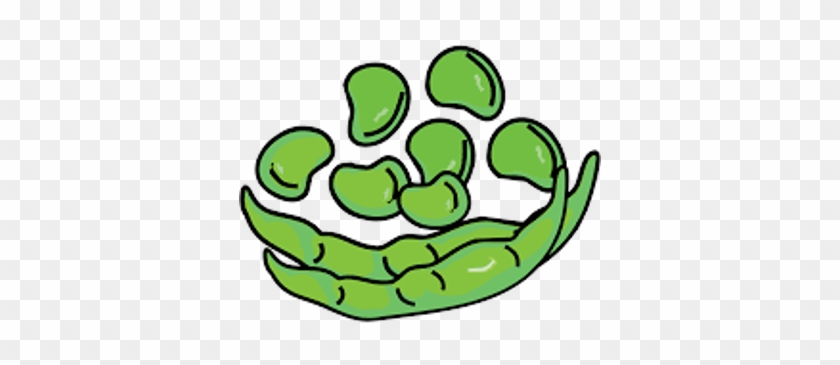 Haba - Judía - Lechuga - Beans Clipart #1045049