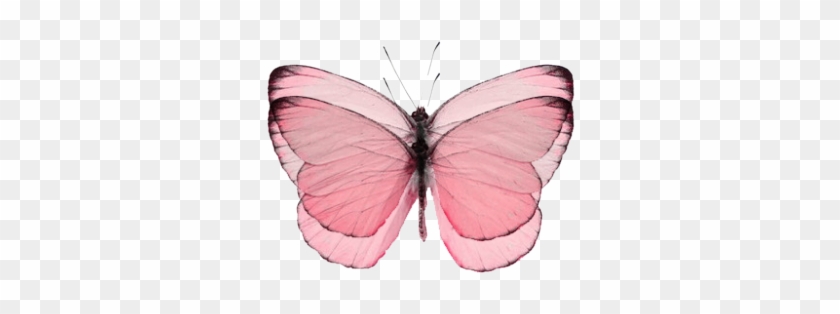 Jessicamaccormackrmack - Pink Butterfly Ring, Adult Unisex, Pale Blue / Pink #1045207
