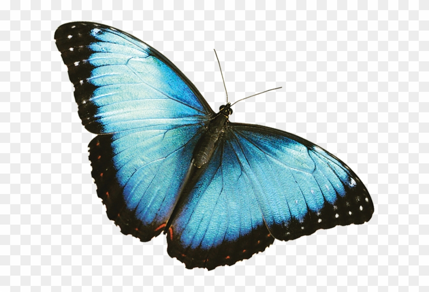 Wallpaper Cover Of Blue Butterfly Images - Wallpaper Cover Of Blue Butterfly Images #1045219
