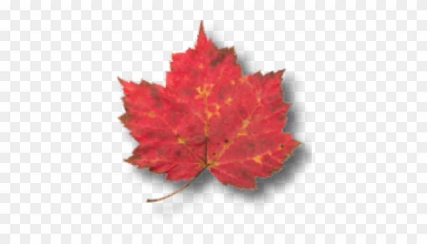 Free Tree Leaves Vector Png Psd Vector - Clip Art #1045524