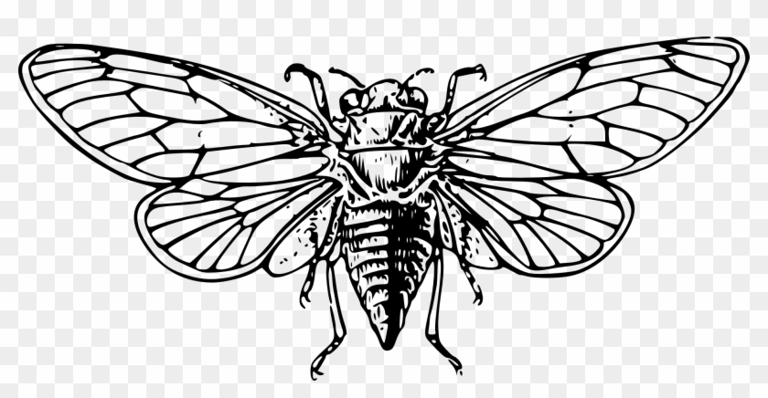 Cicada Coloring Pages Free Colouring Breathtaking Inspiring - Cicada Clip Art #1048034