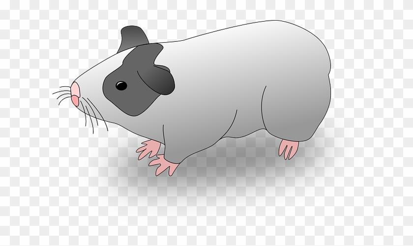 Pigs Cartoon, Pig, Hamster, Guinea, Pages, Drawings, - Cuy Clipart #1049959