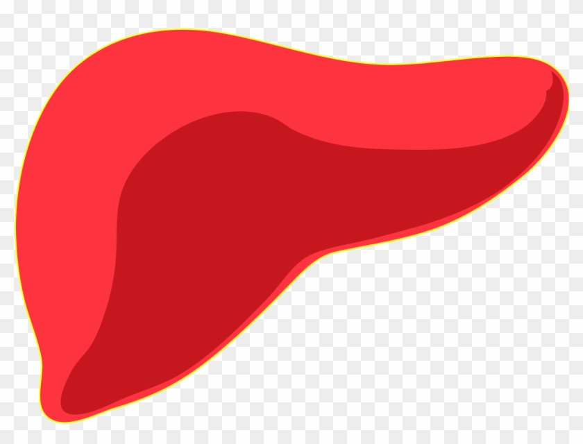 3 Tips How To Detox The Liver Without Herbs Or Supplements - 3 Tips How To Detox The Liver Without Herbs Or Supplements #1050207