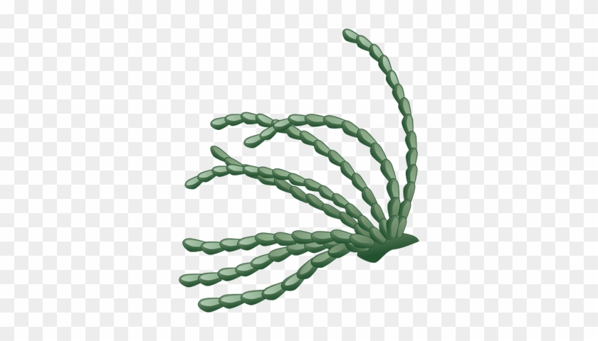 Hormosira Banksoo Free Images At Clker Com Vector Clip - Neptune's Necklace #1051972