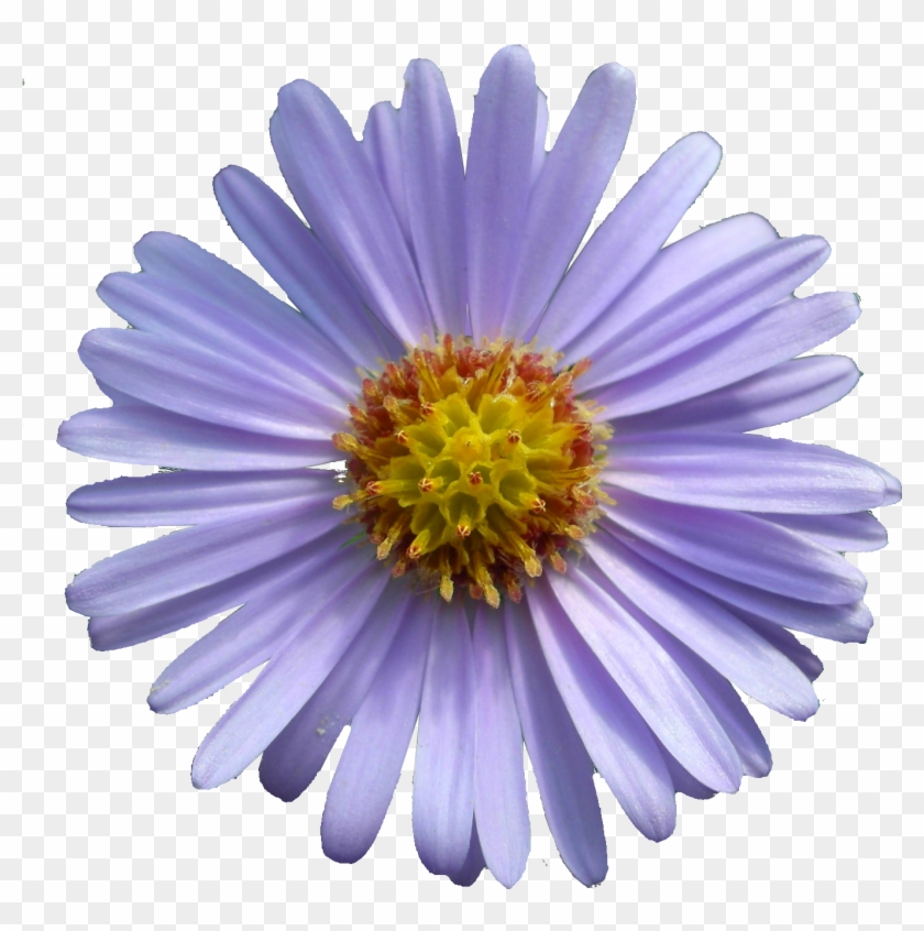 Aster Tataricus - Printable Mothers Day Cards #1053305