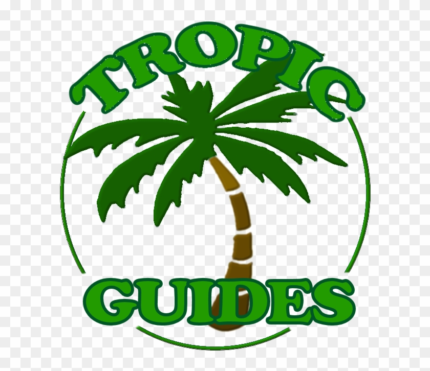 Your Guided Tours Where Reef Meets Rainforest - Palm Trees #1056096