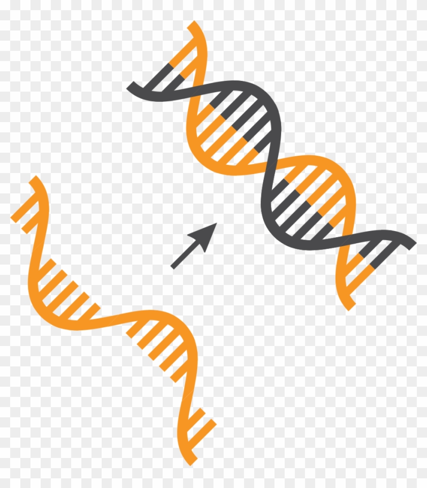 Cdna #1057208