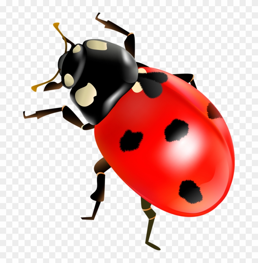 Coccinella Septempunctata Insect Clip Art - Божья Коровка Png #1057297