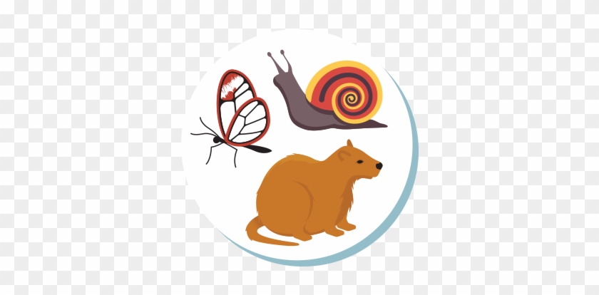 Butterfly Snail Hutia - Butterfly Snail Hutia #1059715