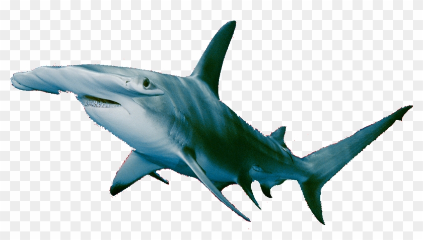 Mako Shark - Attacks - 10 - Fatalities - 1 - Non Fatalities - Hammerhead Shark #1062805