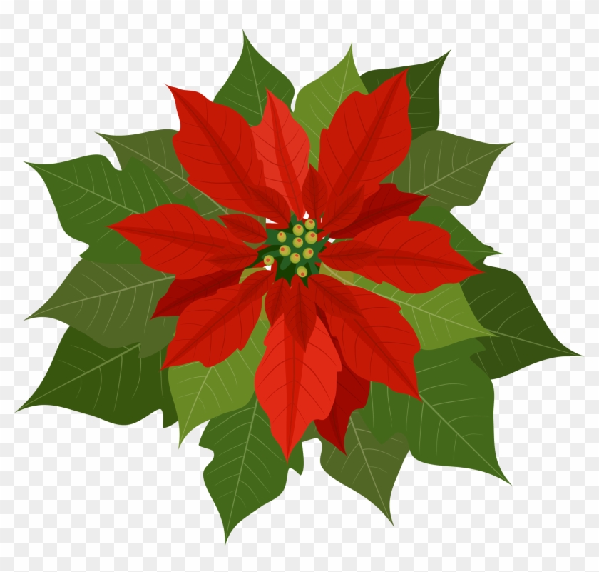 Poinsettia Clipart - Poinsettia Clipart Png #1063369