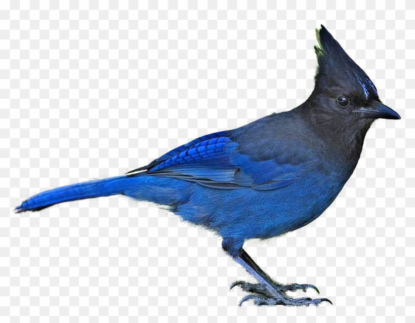 Blue Jay Clip Art - British Columbia Provincial Bird #184055