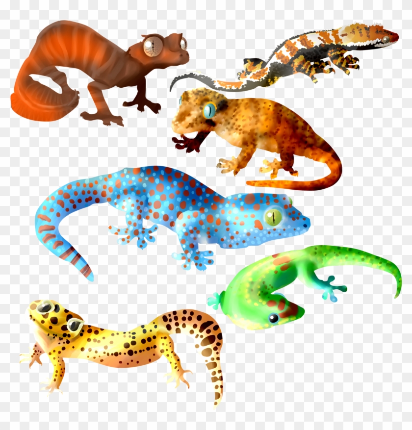 Wall Lizard #1064673