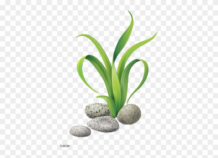 Clip Art - 藻類 イラスト #1065225