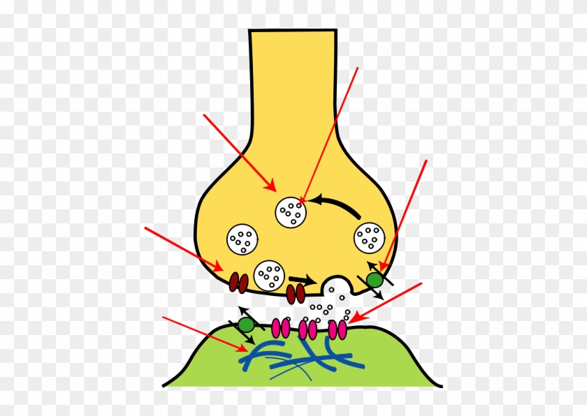 Scientific Mistakes Are No Sin, But It Would Be A Mistake - Structure Of A Synapse #1066666