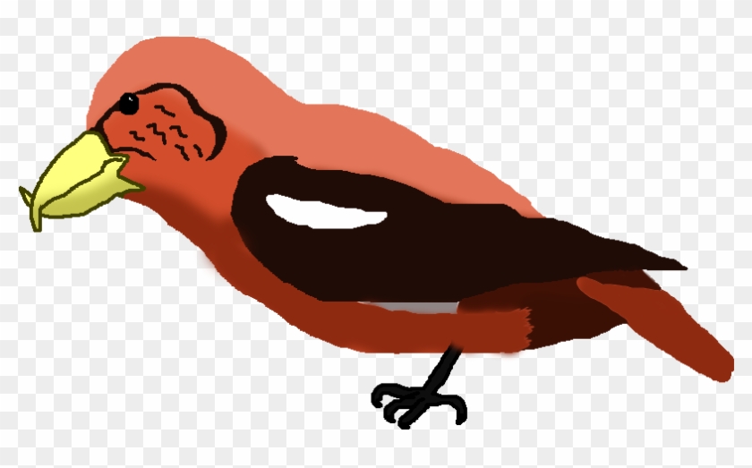 Male Holsaeter& - Crossbills #1066831
