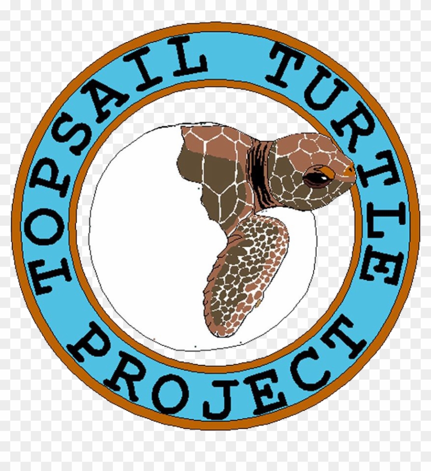 Karen Beasley Sea Turtle Rescue And Rehabilitation - Sea Turtle Hospital #1067822
