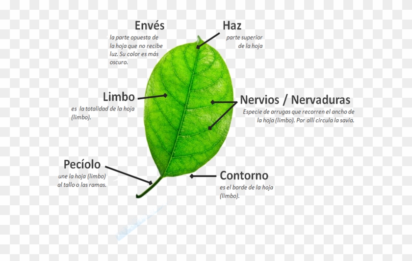 En La Base De Las Hojas Se Desarrollan Unas Estructuras - Canoe Birch #1068052