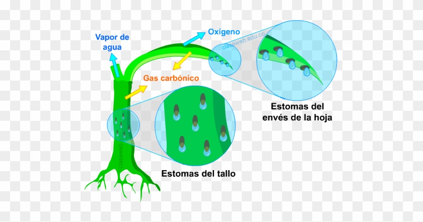 Consiste En Desechar Las Sustancias Procedentes Del - Excrecion En Los Vegetales #1068057