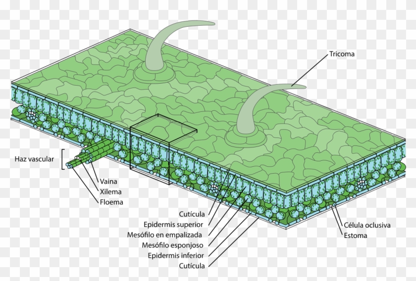 Epidermis In Plants #1068078