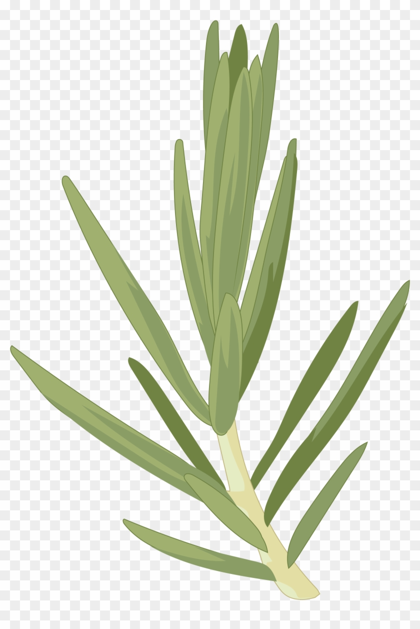 Cedro Canario - Hoja Cedro Del Canario #1068084