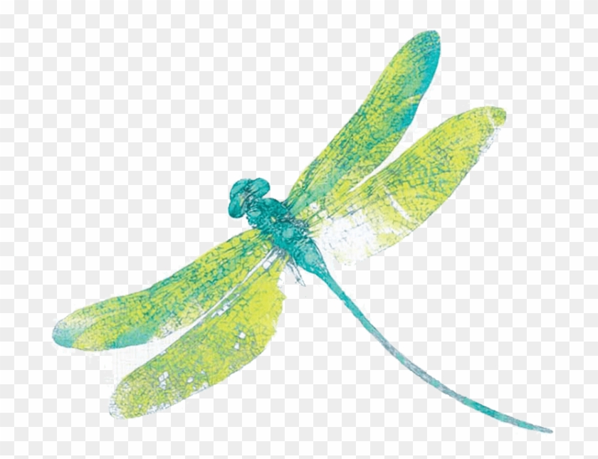 Download Png Image Report - Damselfly #1069940