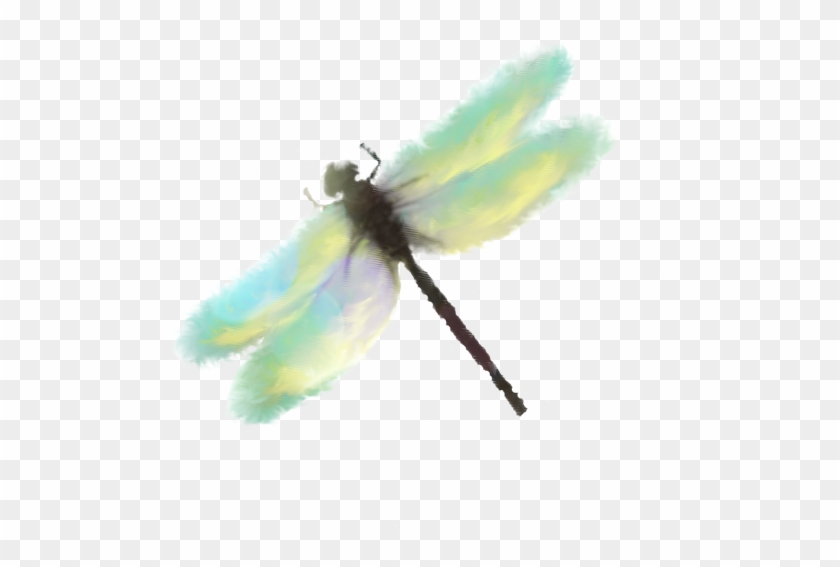 Damselfly #1069949