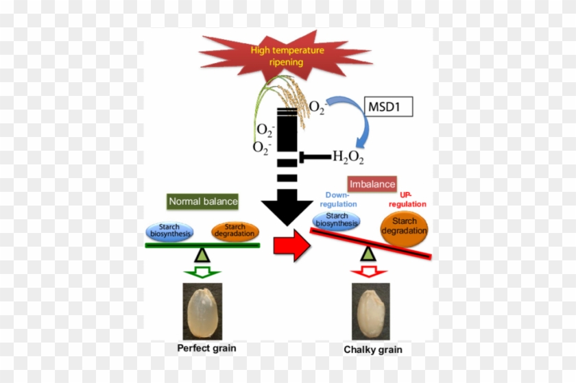 Grain Clipart Starch - Graphic Design #1072873