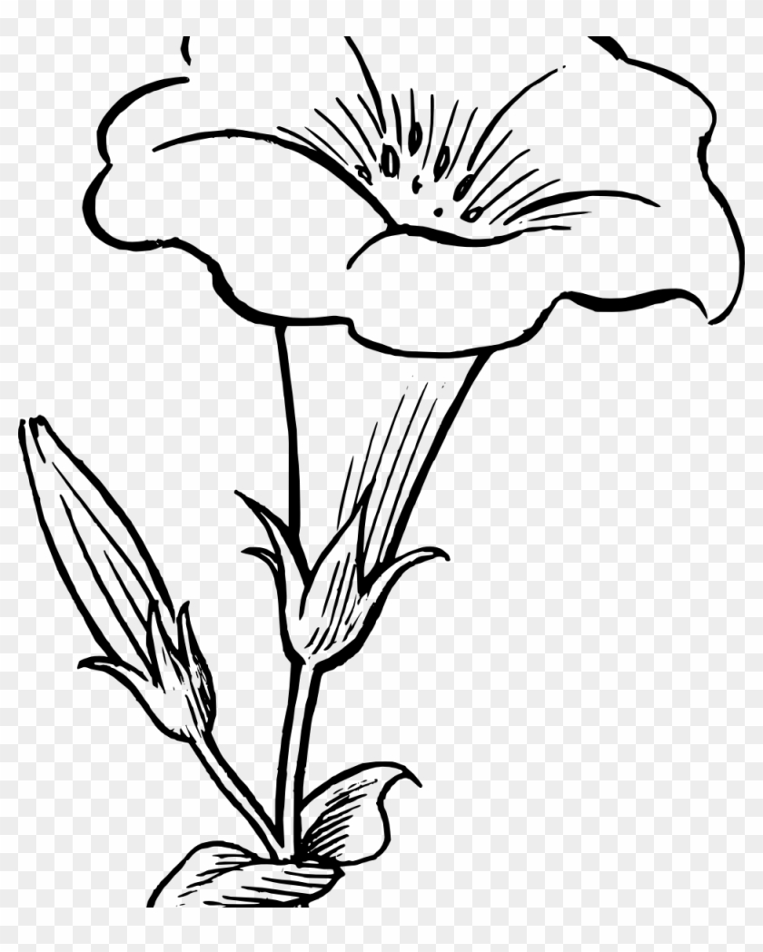 Photos Kaner Flowers Drawing Drawing Art Gallery - Photos Kaner Flowers Drawing Drawing Art Gallery #1073375