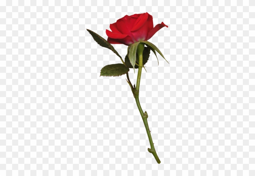 Бутоны Розы Png #1073392