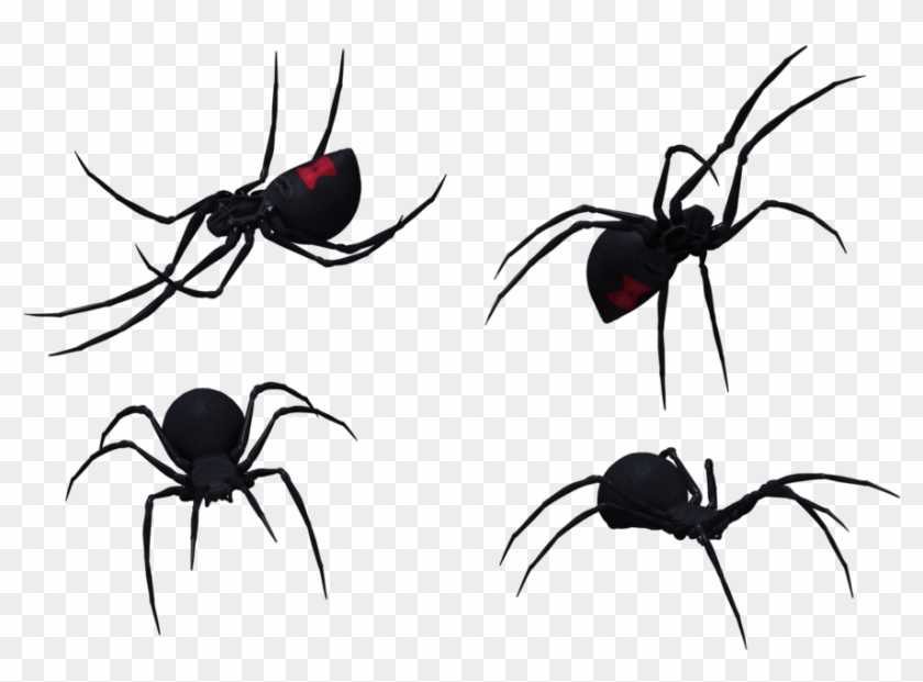 Black Widow Spider Set 11 By Free Stock By Wayne - Widow Spiders #1078237