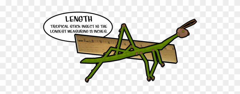 The Largest Insect On Record Had A Wingspan Of Over - Fun Facts About Length #1078971