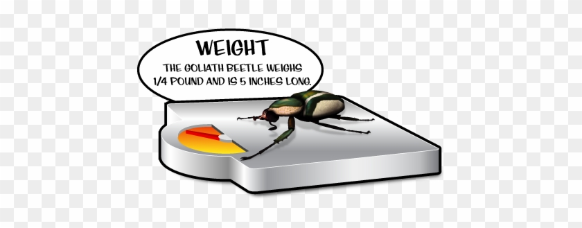 The Largest Insect On Record Had A Wingspan Of Over - Fun Fact About Working Out #1079001