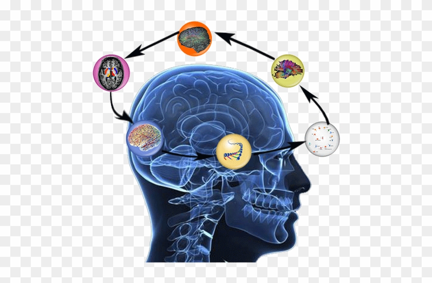 Nova Science Now: How Does The Brain Work Dvd #1079084