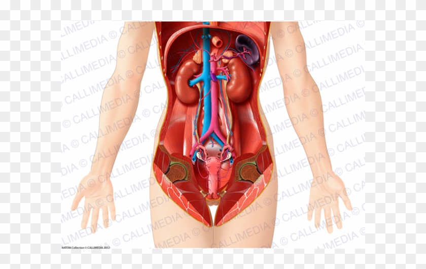 Abdomen Organos Mujer #1079742