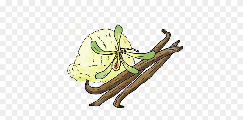 Vanilla - Illustration #1080591