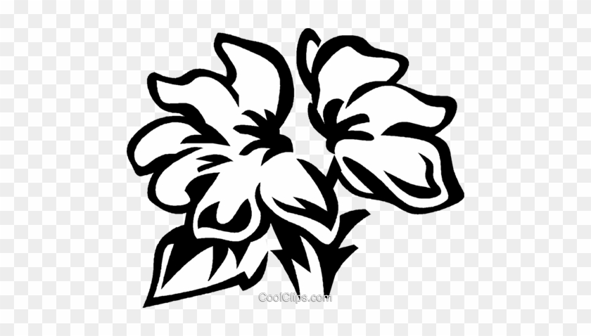 Crossandra Royalty Free Vector Clip Art Illustration - Crossandra Royalty Free Vector Clip Art Illustration #1081131