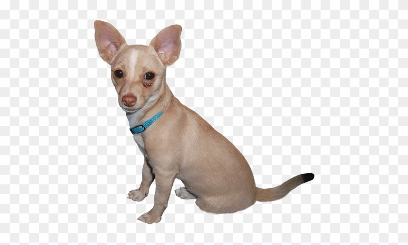 Dog Clip Art - Cartoon Dog Photoshop #1082133