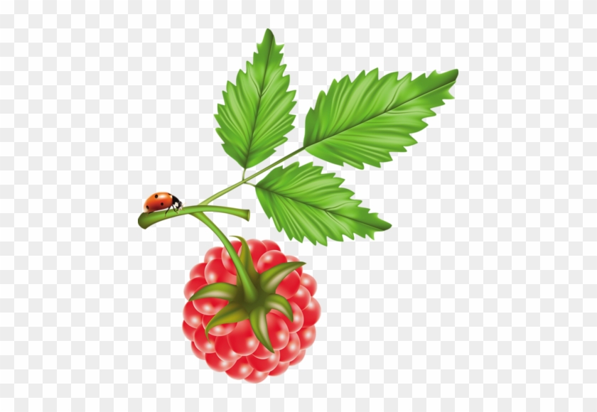 Fruits, Set Of Vector Illustrations - Raspberry Vector #1082629