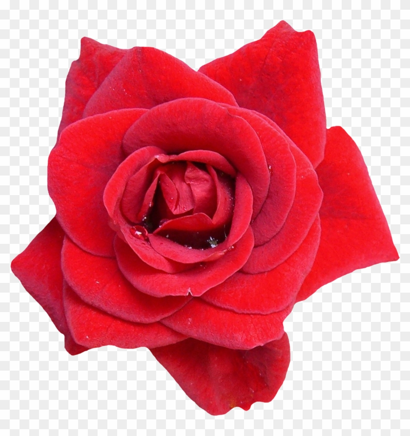 Flower Images With Png #1083628