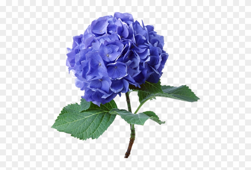 Thank You For The Visit - Plants Growsin Acidic Soil #1083660