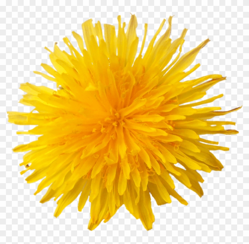 Free Png Dandelion Png Images Transparent - Одуванчик Png #1084637