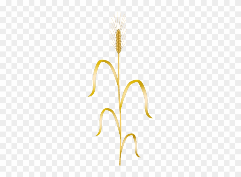 Wheat Togopic - Wheat Togopic #1085375