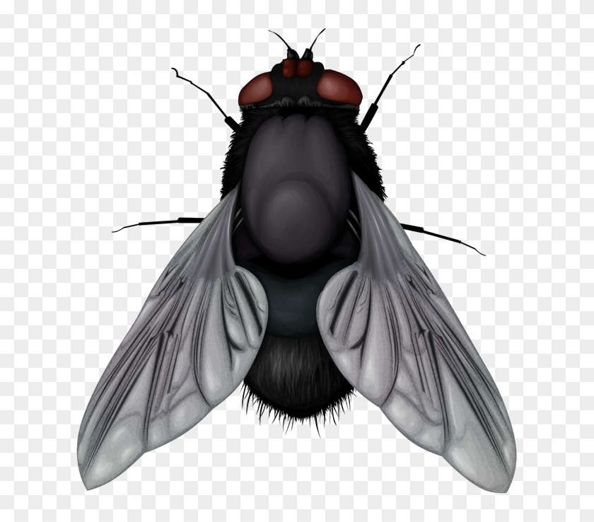 Fly Png Image - Fly Vector Png #1088065