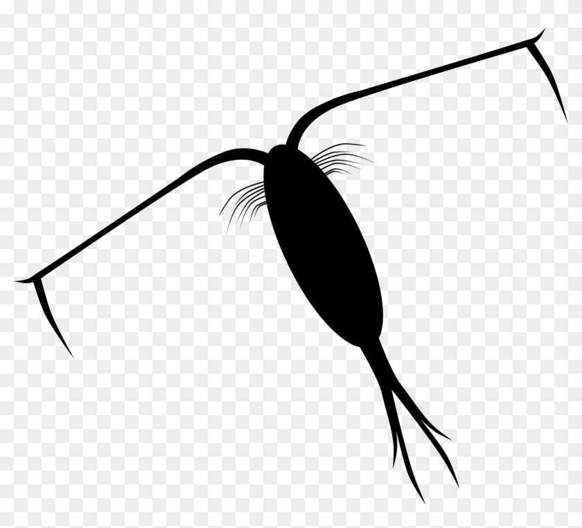 Zooplankton Drawing - Plankton Clipart #1088143