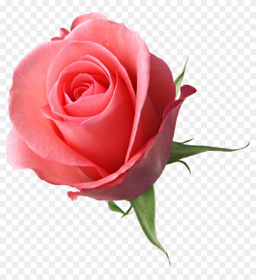 Rose Flower Pink Clip Art - Wwseven Diy Diamond Painting Beautyful Flowers Counted #1090121