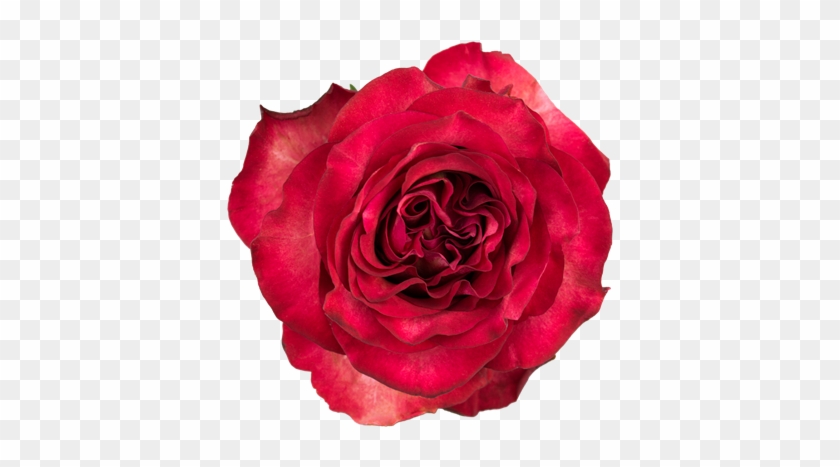 Rose Diabolo #1090160